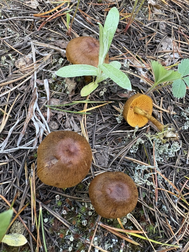 saffron webcap