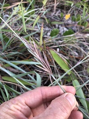 Eragrostis interrupta