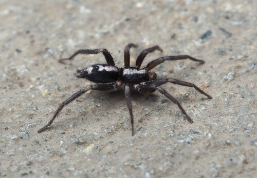 Eastern Parson Spider photo 6