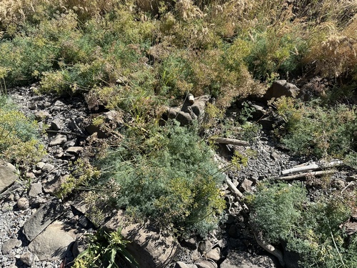 Lomatium grayi observed 2026-06-10
