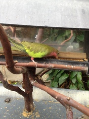 Polytelis alexandrae