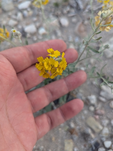 Paperflower