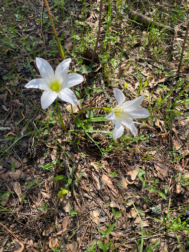 Zephyranthes atamasco, photograph 1