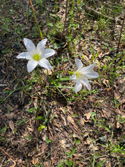 Zephyranthes atamasco, photograph author not stated, no rights reserved