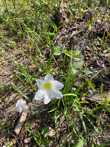 Zephyranthes atamasco, photograph 2