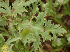 Sanicula arguta