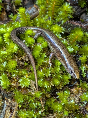 Grey-bellied Sunskink, Lampropholis robertsi