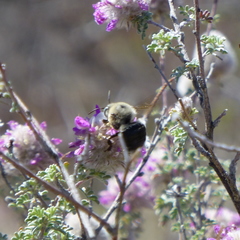 Xylocopa tabaniformis androleuca
