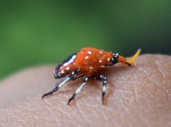 Kalidasa lanata