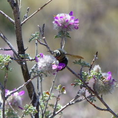 Xylocopa tabaniformis androleuca