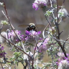 Xylocopa tabaniformis androleuca