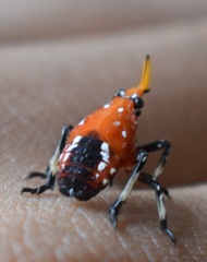 Kalidasa lanata