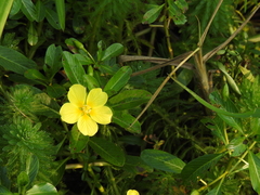 Ludwigia taiwanensis