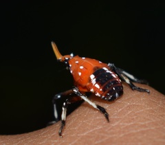 Kalidasa lanata