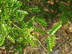 Zanthoxylum beecheyanum