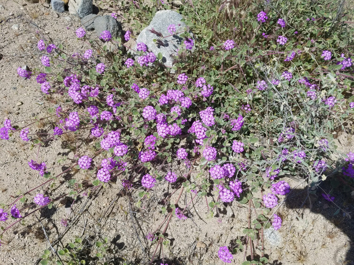 Abronia villosa var. aurita