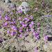 Abronia villosa aurita - Photo (c) ttolliver, algunos derechos reservados (CC BY-NC)