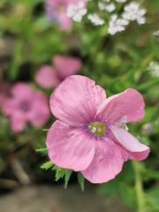 Linum pubescens