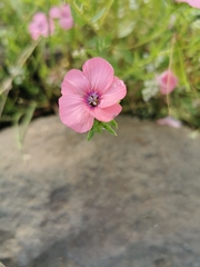 Linum pubescens