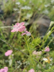 Linum pubescens