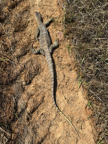 Sand Monitor