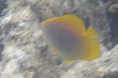 Chaetodon aureofasciatus