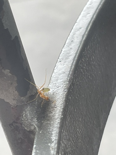 Asian Weaver Ant