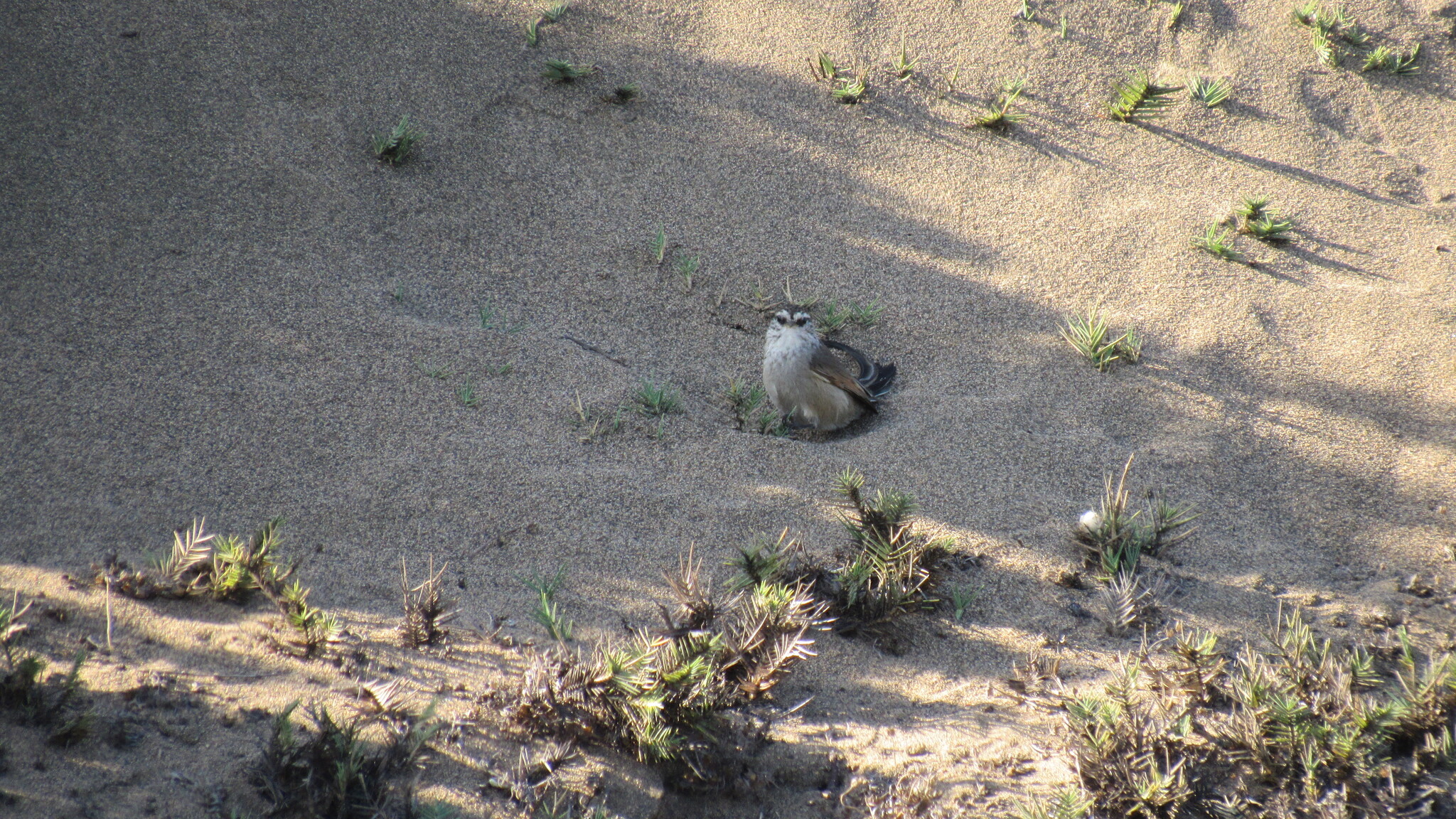 Plain-mantled Tit-Spinetail (Leptasthenura aegithaloides), photo 10