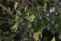 Dalbergia latifolia