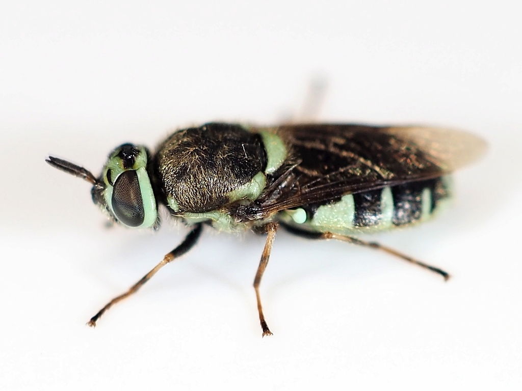 Psellidotus