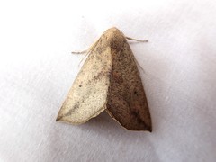 Mnesampela heliochrysa