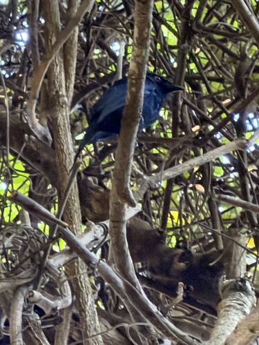 iNaturalist image