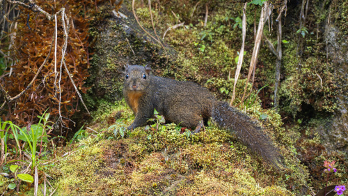 Orange-bellied Himalayan Squirrel