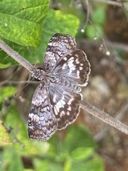 Chiomara asychis