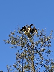 Phalacrocorax carbo