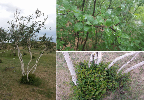 Betula microphylla