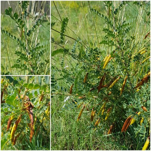 Caragana microphylla