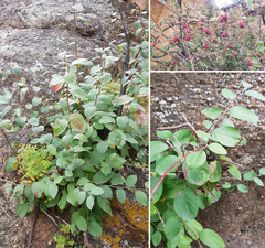 Cotoneaster mongolicus