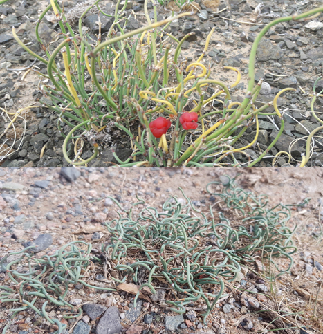 Ephedra sinica, photograph 1