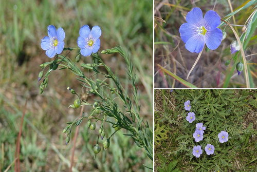 Linum baicalense (Linum baicalense)