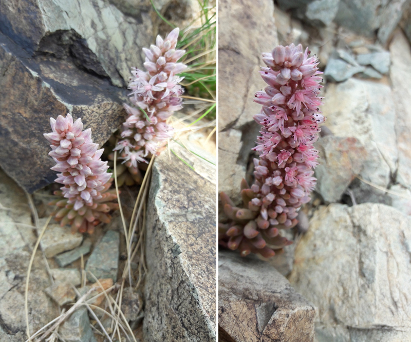 Orostachys fimbriata, Erdene, Töv, Mongolia