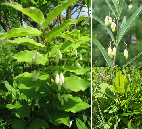 Polygonatum sibiricum, photograph 1