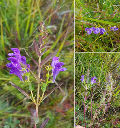 Baikal skullcap (Scutellaria baicalensis)