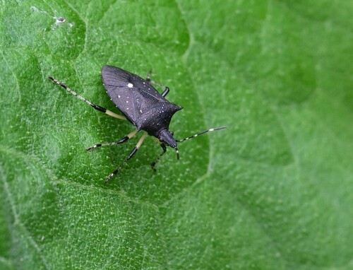 Black Stink Bug photo 5