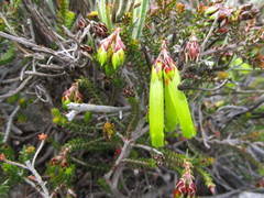 Erica viridiflora viridiflora