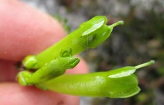 Erica viridiflora viridiflora