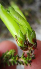 Erica viridiflora viridiflora