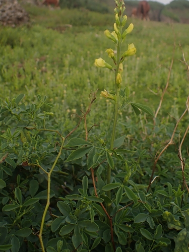 Thermopsis chinensis iNat (3)