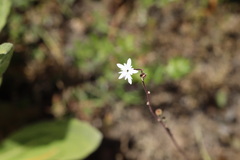 Lithophragma parviflorum, photograph author not stated, no rights reserved