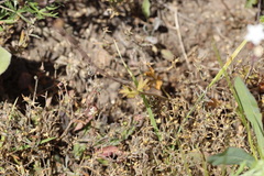 Lithophragma parviflorum, photograph author not stated, no rights reserved